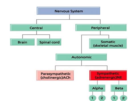 autonomic nervous system  drifra