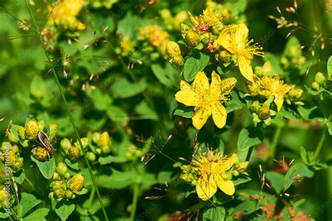 Echtes Johanniskraut Hypericum Perforatum Stock Photo Adobe Stock