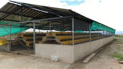 ESPECTACULARES Jaulas Para GALLINAS PONEDORAS