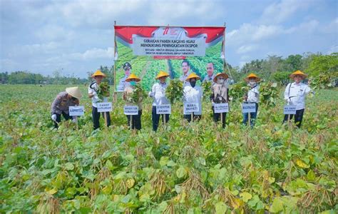 Petani Pituruh Purworejo Ekspor Kacang Hijau Krjogja