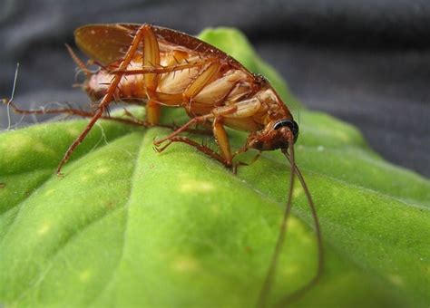 Do Cockroaches Carry Diseases Diamond Pest Control