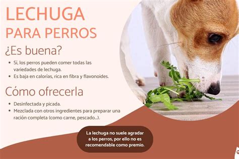 La Lechuga Es Mala Para Los Perros Restaurante Alcazaba Albarrac N