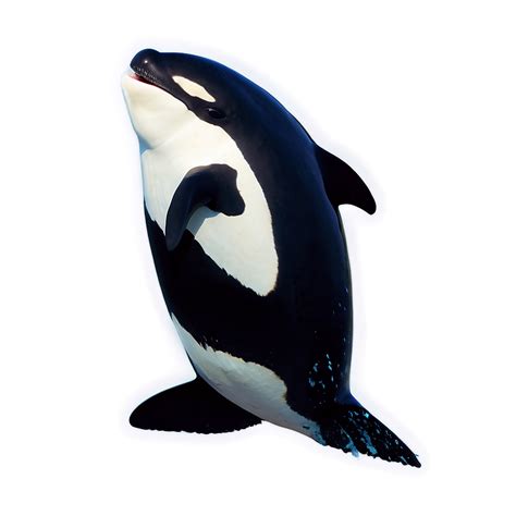 orca fluke png axc wallpaperscom