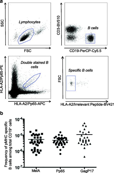 Detection Of Hla A2 Pp65 Specific B Cells From Human Pbmc A Gating Download Scientific Diagram