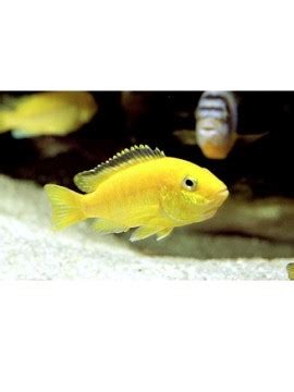 Peixan Rio Loja De Aquariofilia Labidochromis Caeruleus Femea