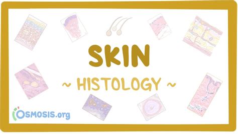 Skin Histology Youtube