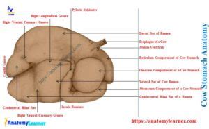 Cow Stomach Anatomy - Rumen, Reticulum, Omasum, and Abomasum ...