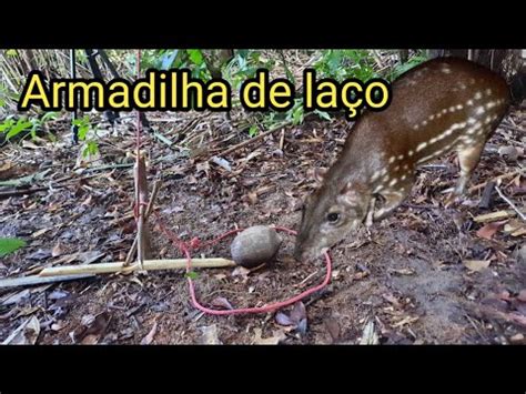 Armadilha De La O Para Pegar Animais Sobreviv Ncia Na Selva Youtube