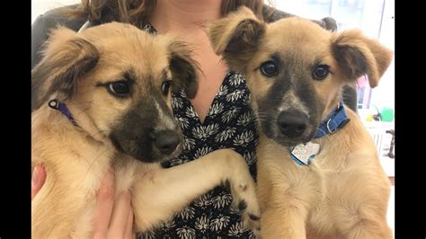 Live Adoptable Puppies Rescued From Puerto Rico The Dodo Youtube