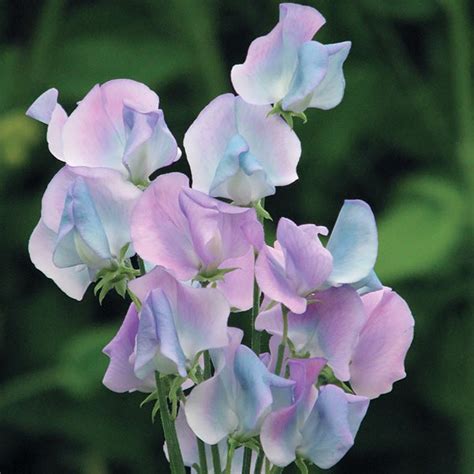 Turquoise Lagoon Sweet Pea Seeds Flowering Vine Seeds