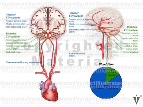 Stock Brain Normal Anatomy Vasculature — Illustrated Verdict