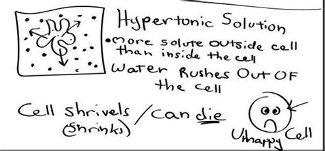 Cell Membranes And Osmosis Scientist Cindy