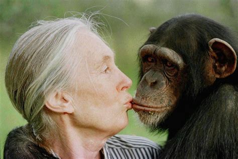 Auguri Jane Goodall La Signora Degli Scimpanzé Compie 80 Anni La