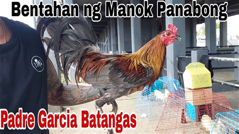 Bentahan Ng Manok Panabong Sa Padre Garcia Batangas YouTube