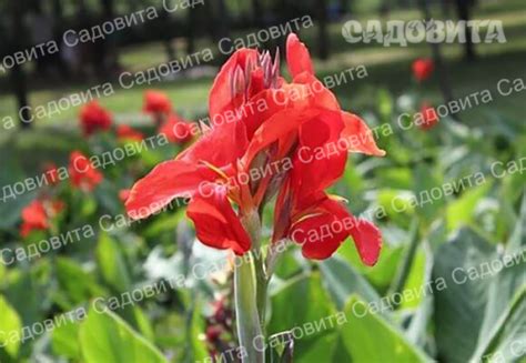Канна Черри Ред В упаковке 2 шт. Садовита
