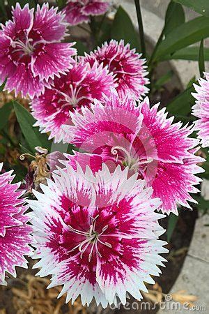 Dianthus Chinensis Also Known As China Pink Is A Perennial Plant