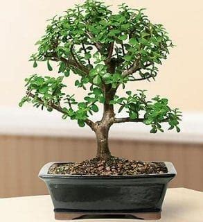 Baby Jade Bonsai Tree For Sale Large Portulacaria Afra Bonsai