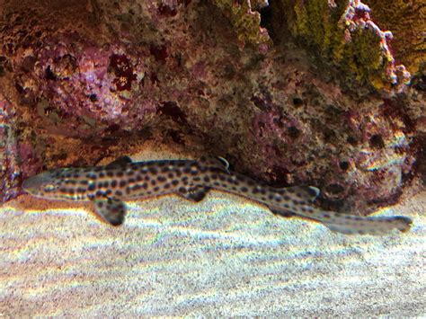 New England Aquarium 2022 Coral Catshark by AlecBorden1014 on DeviantArt