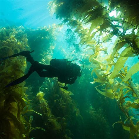 santa catalina island
