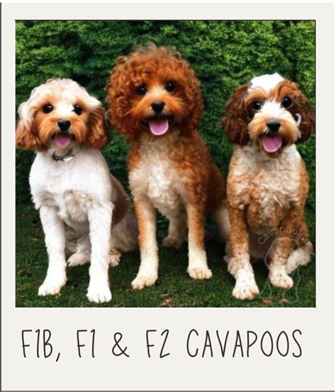 The Ultimate Guide to Cavapoo Sizes: Everything You Need to Know ...