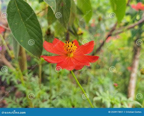 Flower in natural garden stock image. Image of shrub - 253917851