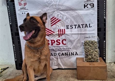 ELEMENTOS DE LA UNIDAD CANINA K9 ASEGURARON UN PAQUETE Secretaría de