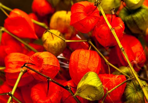 Chinese Lanterns These Ornamental Chinese Lantern Cuttings Flickr