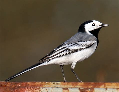 Filewhite Wagtail Wikipedia