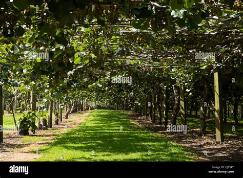 Kiwi Fruit Vines Growing At The Kiwi 360 Farm Near Tauranga New