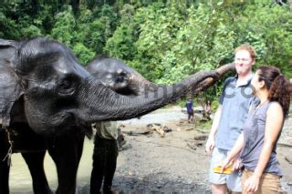 Gajah Di Taman Nasional Gunung Leuser DATATEMPO