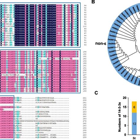 Multiple Sequence Alignment And Phylogenetic Tree Analysis Of Stgrf