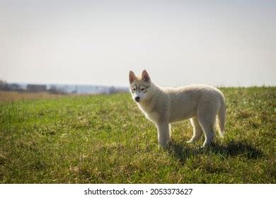 Funny Siberian Husky Puppy Dog Stock Photo 2053373627 | Shutterstock