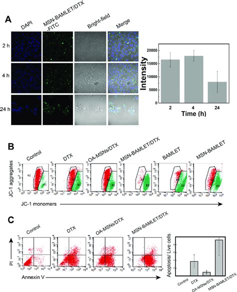 A Clsm Images Of Hela Cells Incubated With Msn Bamlet Dtx Flow