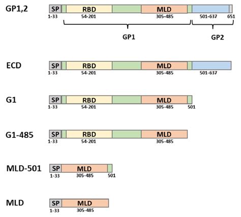 2 Truncation Constructs Of EBOV GP Used For Limited Domain Screen The