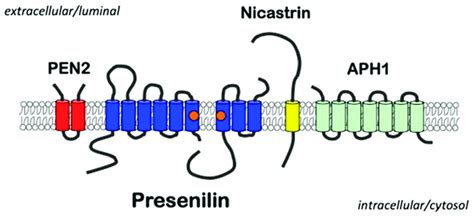 A Schematic Of The γ Secretase Complex Presenilins Represent The