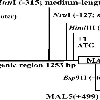 Map Of The P Upstream Region Of The H Polymorpha Maltase Gene Hpmal