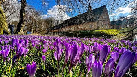 Krokusbl Tenfest In Husum Dreht Sich Am Wochenende Wieder Alles Um