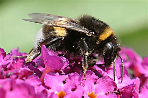 1 1 Bienen Flashcards Quizlet