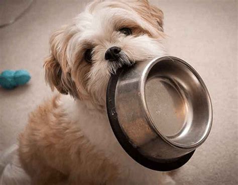 How Much Protein Should My Shih Tzu Eat Top Rated Dog Foods