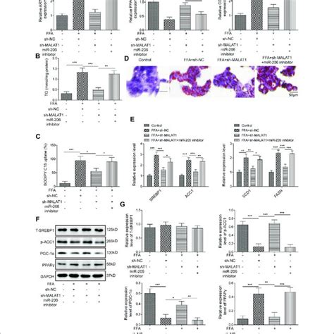 Inhibition Of Mir Reverses The Effects Of Malat Knockdown On