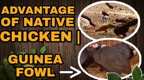 Bakit Native Chicken Ang Pinili Kong Alagaan Guinea Fowl For Pest