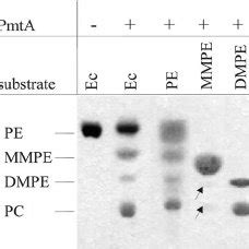 Protein Lipid Overlay Assay His 6 Tagged PmtA 4 Nmol Was Incubated