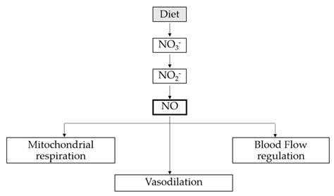 The Main Beneficial Effects Of Nitric Oxide On Physical Performance