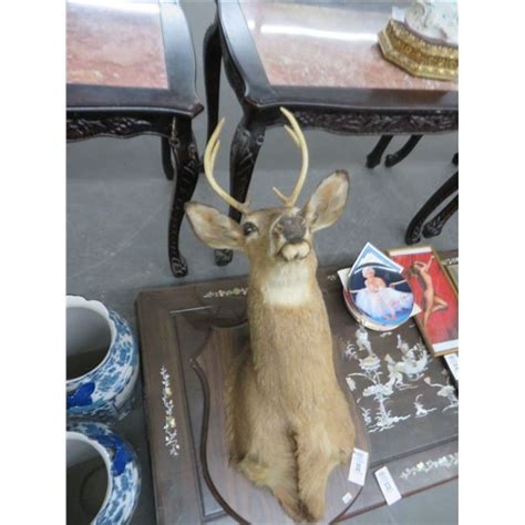 Taxidermy 6 Point Buck Mount