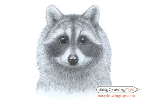 How to Draw a Raccoon Face Step by Step - EasyDrawingTips