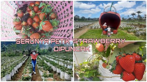 WISATA PETIK STRAWBERRY DI PUNCAK CIBODAS BOGOR PUNCAK BERRY FARM