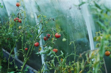 Greenhouse Tomato Plant Care: Tips For Growing Tomatoes In A Greenhouse - Gardening Sun