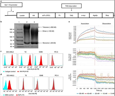 Cell Line Culture Oci Aml Atcc Bioz