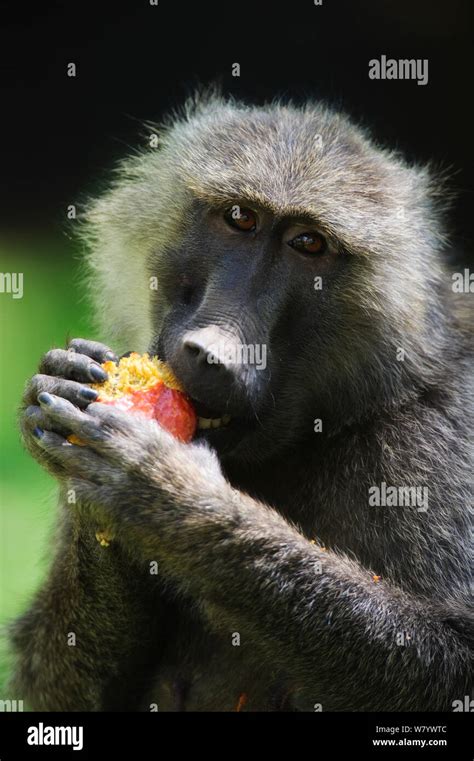 Olive baboon hi-res stock photography and images - Alamy