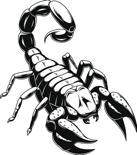 Black Scorpion Drawing